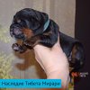 Щенки от пары Ерик х Конфета